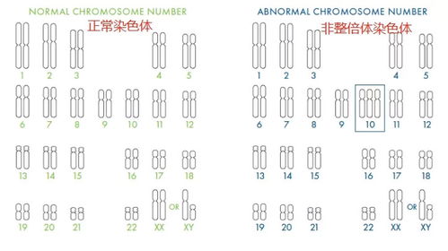 男性染色体缺失与试管婴儿畸形儿风险探讨