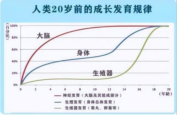 揭秘大脑发育之谜关键因素的探索