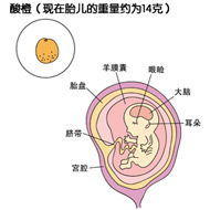 怀孕七个月胎儿发育状况详析