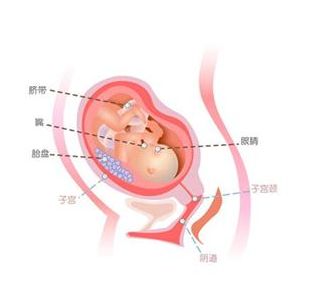 怀孕七个月胎儿发育状况详析