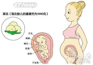 怀孕七个月胎儿发育状况详析