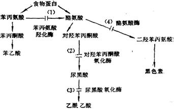 苯丙酮尿症（PKU），理解、诊断与管理