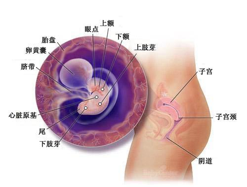 6个月胎儿的成长与发育，父母需知的关键点