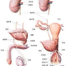 泌尿生殖道感染，儿童健康的隐形威胁与防治策略