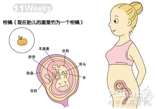 胎儿发育指标，从怀孕初期到分娩的全面指南