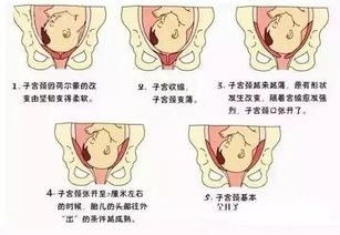 胎儿发育指标，从怀孕初期到分娩的全面指南