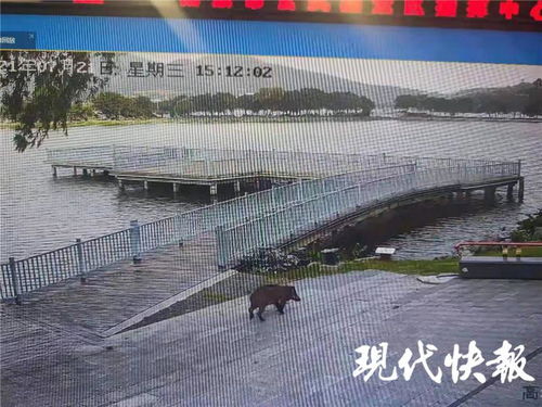 南京玄武湖惊现野猪横渡，城市绿肺的生态奇遇