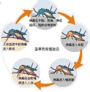 深圳疾控，多社区存在登革热传播风险