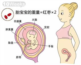 怀孕38周，迎接新生命的最后准备