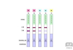 排卵试纸与怀孕，全面解析与建议