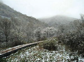 北京飘雪了，银装素裹下的城市魅力与温情故事