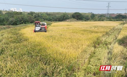 谷子经济的崛起，从田间地头到市场热点的华丽转身