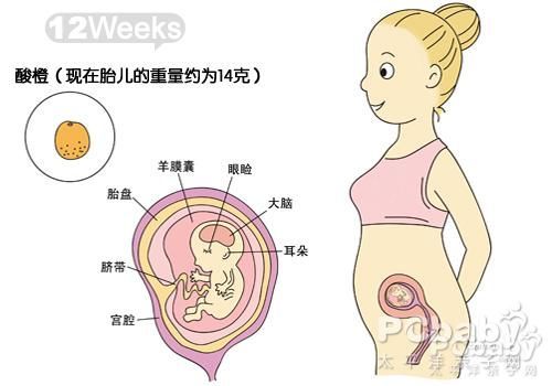 24周胎儿彩超图的魅力与意义