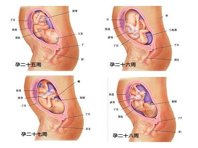 怀孕九个月男胎儿发育与健康指南