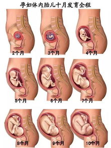 怀孕九个月男胎儿发育与健康指南