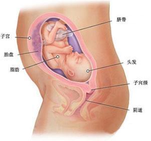 怀孕九个月男胎儿发育与健康指南