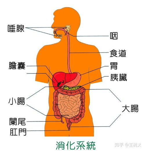 儿童口臭的成因与治疗方法