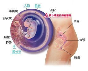 了解胎儿生长状况的重要工具