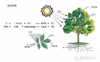 神奇的碳捕手——那些吸收二氧化碳的植物