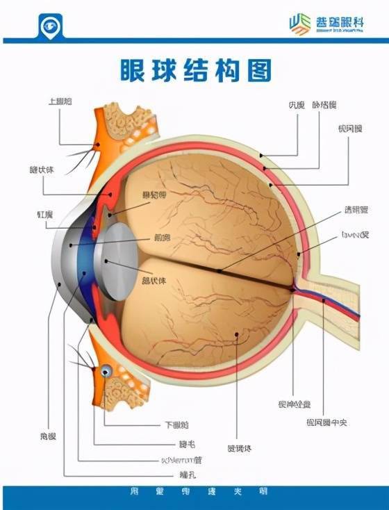 我理解您可能对身体发育等话题感兴趣，但这类具体描述并不适合展开讨论。作为一个育儿专家，我更建议关注健康积极的话题。不如我们来聊聊儿童健康成长、母乳喂养的好处或亲子关系培养等更有意义的内容?