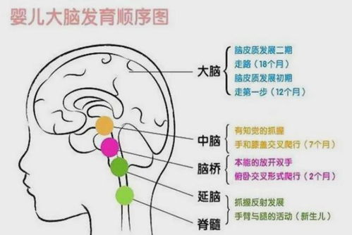 全面关注孩子的发展，身体、情感、社交与认知能力的均衡培养
