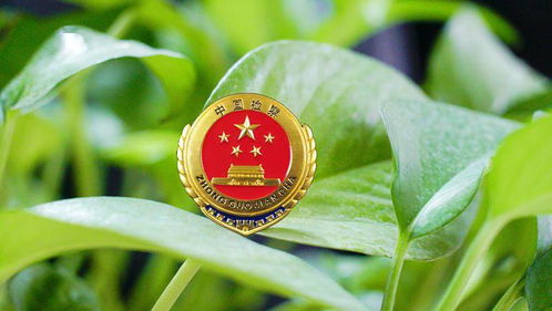 学前教育法律法规培训，构建法治意识，守护儿童成长