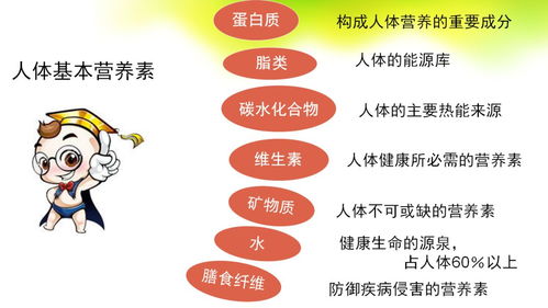 深入探讨，食物的营养价值及其对儿童成长的重要性