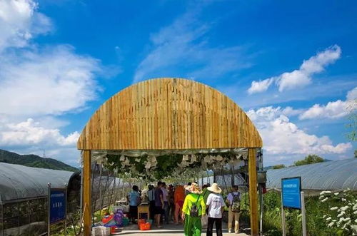 乡村亲子游，探索农村旅游吃喝玩乐的全攻略