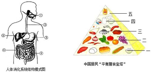 营养均衡，健康成长，食物营养成份手抄报指南