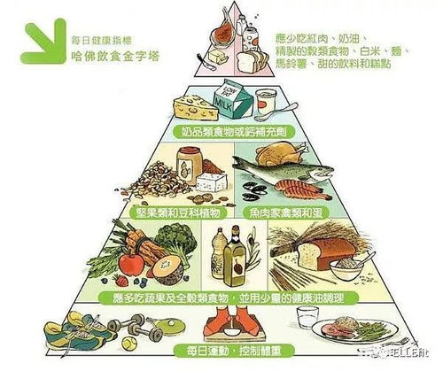 营养金字塔的秘密，探索健康饮食的最高层